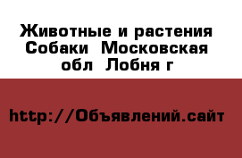 Животные и растения Собаки. Московская обл.,Лобня г.